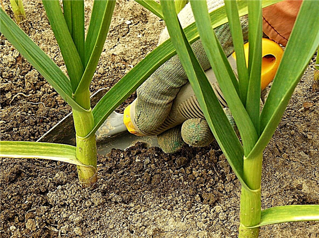 Какво е чесън чамикури - Научете повече за грижите за растенията чесън