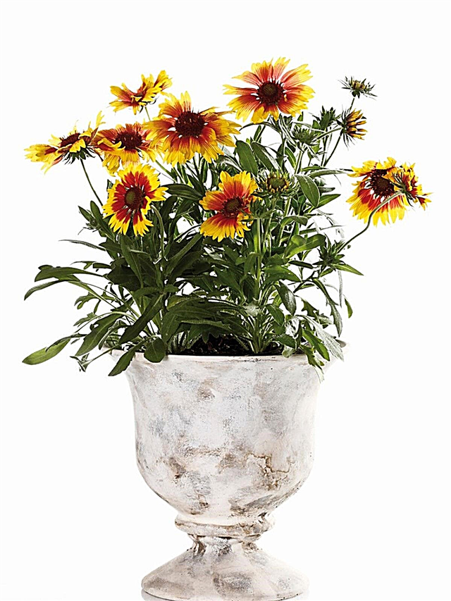 Conteneur de fleurs de couverture cultivées - fleur de couverture de plus en plus dans un pot