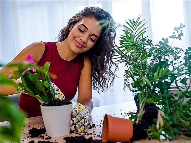 Come aggiornare le piante in vaso - È necessario cambiare il terreno di impregnazione
