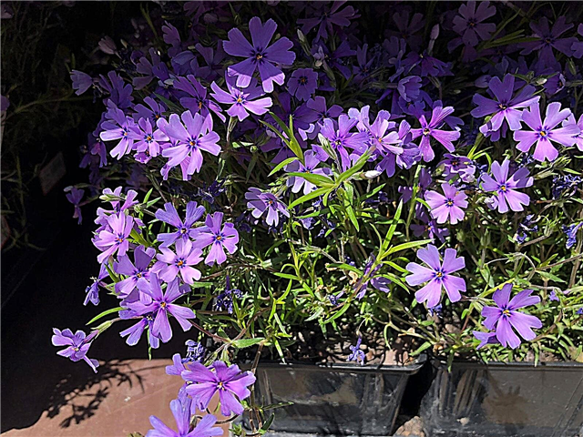 Plantas de Phlox cultivadas em contêineres - Como crescer Phlox rastejante em vasos