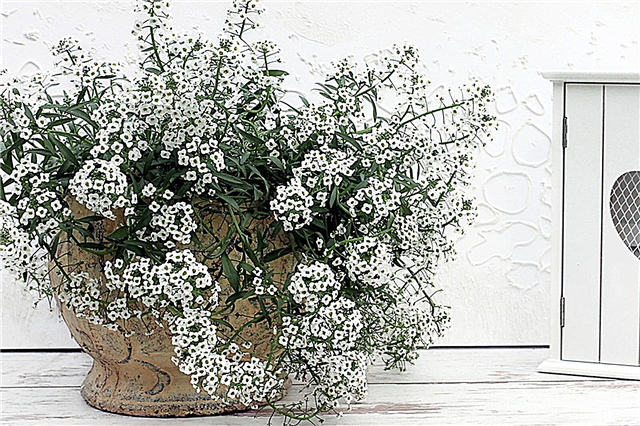 Plantas em vaso Alyssum: Cultivo doce Alyssum em um recipiente