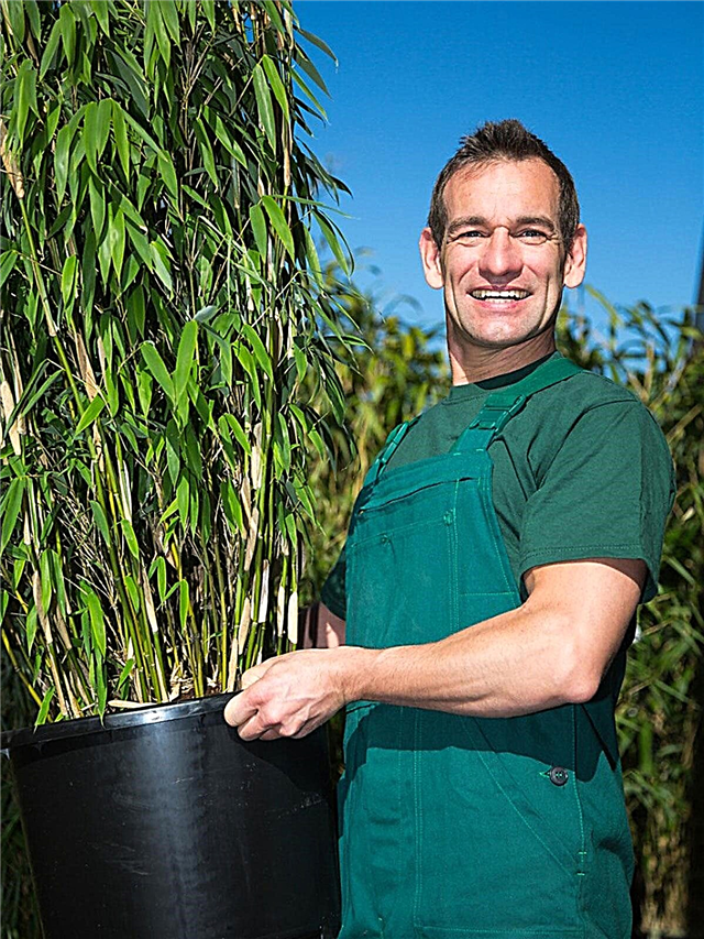 División de bambú grande: aprenda cuándo dividir las plantas de bambú en macetas