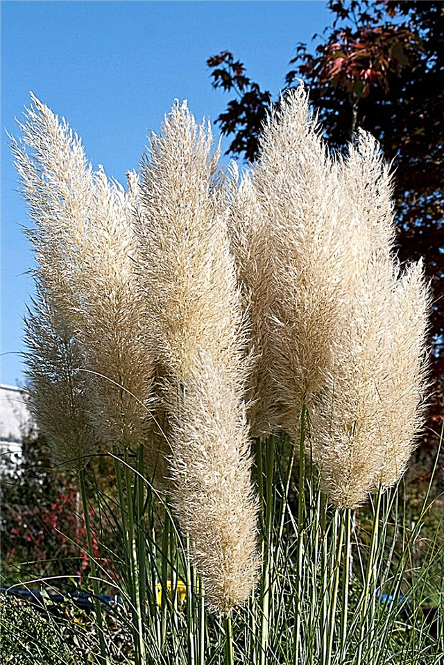 Pampas Grass Care: Hoe Pampas Grass in containers te laten groeien