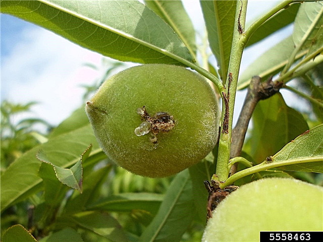 Fruchtmotte in Pfirsichen - Wie man orientalische Fruchtmotten auf Pfirsichen tötet