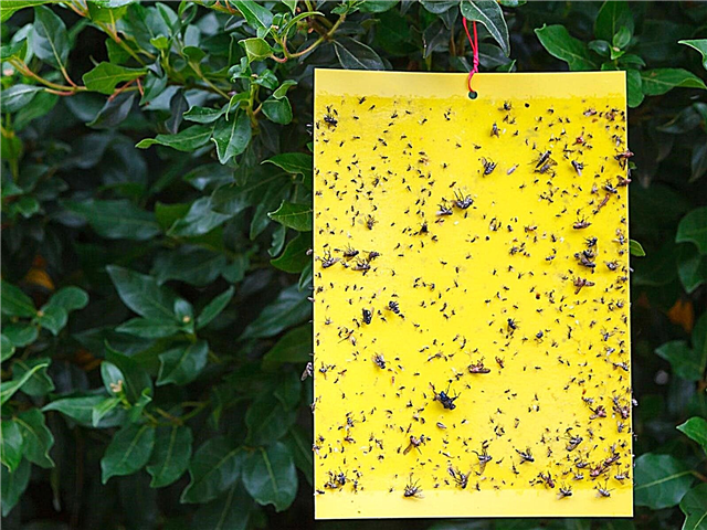 Kontrola škůdců Sticky Trap: Informace o používání lepivých pastí