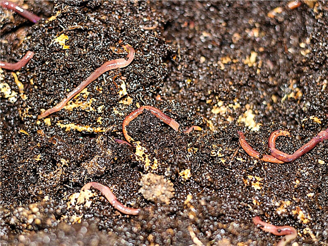 Fundiciones de gusanos de plantas en macetas: uso de fundiciones de gusanos en la jardinería en contenedores