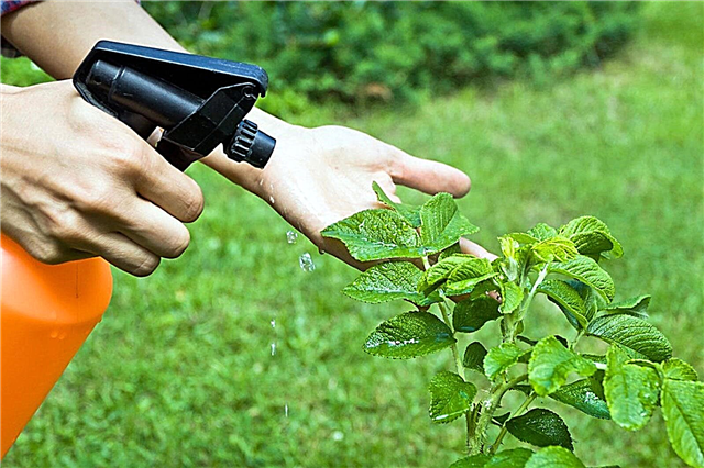 Cómo y cuándo usar permetrina: aplicar permetrina en el jardín