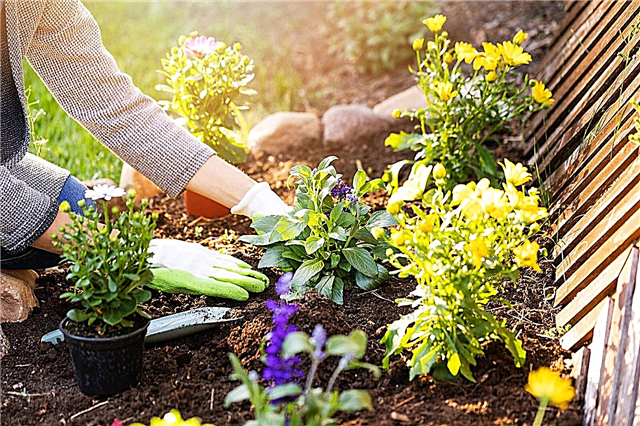 מדריך למרווחי פרחים: למד על מרווחי צמחים פורחים