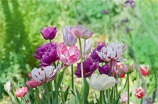 Fleurs de printemps rustiques: bulbes de climat frais pour la couleur du printemps