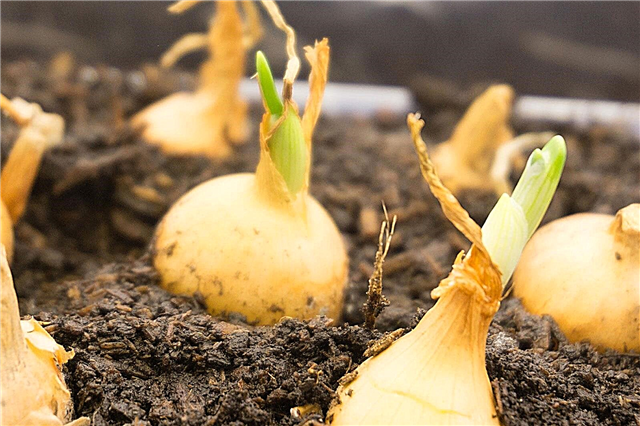 Ideen zur Zwiebelschichtung: Erfahren Sie mehr über das Nachfolgepflanzen mit Zwiebeln