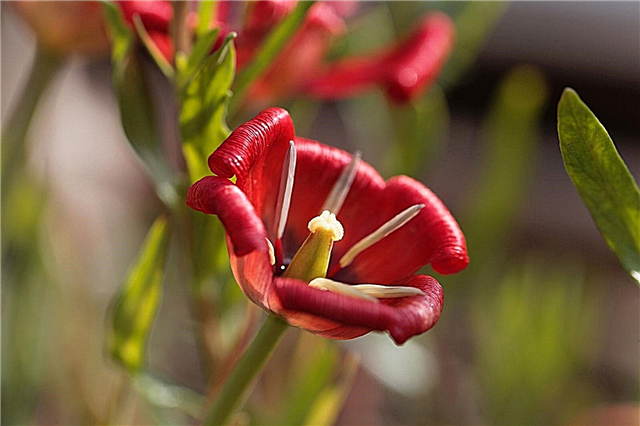 Informasjon om Tulipanearter - Hvordan dyrke varianter av arter Tulipaner