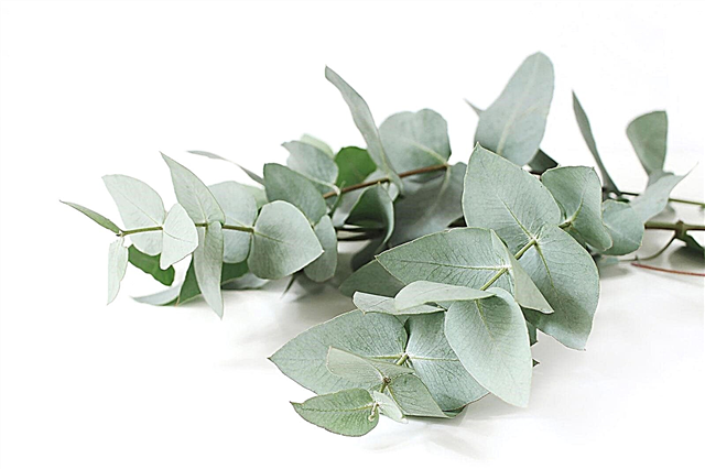 Usos de la hoja de eucalipto: qué hacer con las hojas de eucalipto