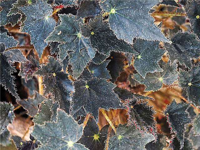 Rizomii Begonia în creștere - Ce este o begonie rizomatoasă