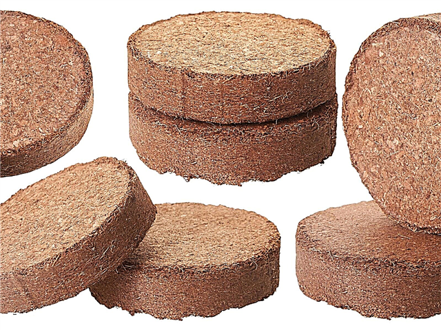 Semilla que comienza en fibra: uso de pellets de coco para germinación