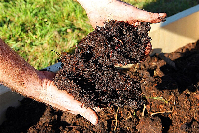 Compost comme amendement du sol - Conseils pour mélanger le compost avec le sol