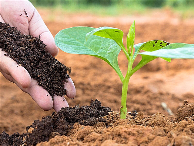 Apa Yang Harus Dilakukan Dengan Kompos - Pelajari Tentang Penggunaan Kompos Di Kebun