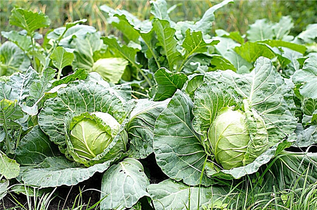 Годування капустяних рослин: коли і як правильно удобрити капусту