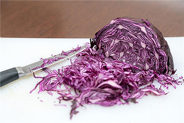 Omero Hybrid Cabbage Care: Erfahren Sie mehr über den Anbau von Omero Cabbages
