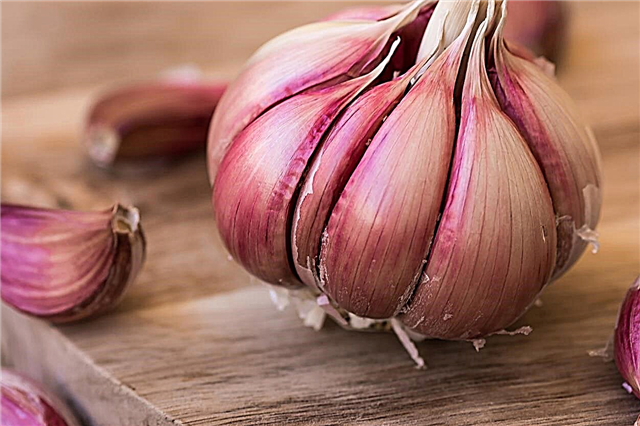 Chesnok Red Garlic Care - Cara Menumbuhkan Chesnok Red Bawang Putih Siung