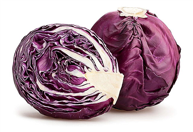 Co je Ruby Ball Cabbage: Tipy pro pěstování Ruby Ball Cabbages