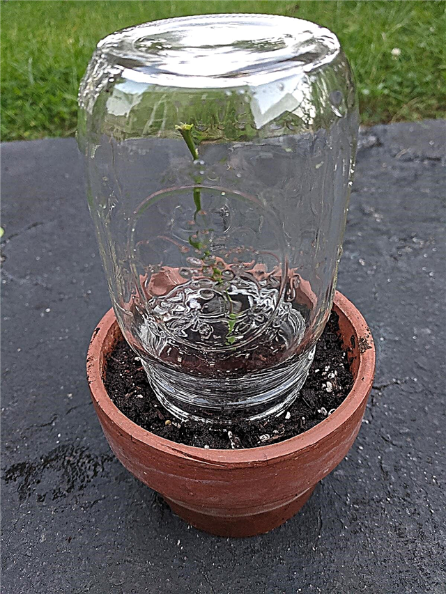 Mason Jar üvegház: Hogyan lehet gyökerezni egy rózsa vágását egy edény alatt