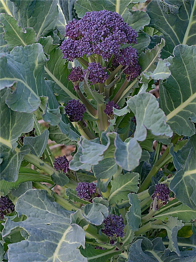 Purpurová brokolica - výsadba purpurového klíčenia semien brokolice