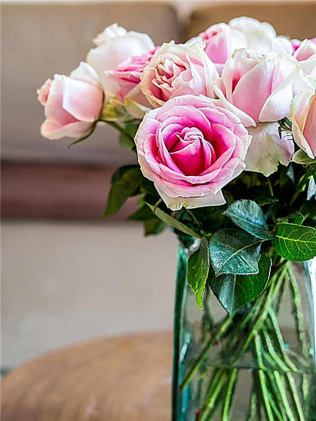 Schneiden von Rosen für Blumensträuße - Wie man einen Rosenstrauß macht