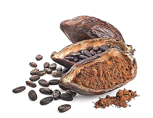 Как обработать стручки какао - Руководство по приготовлению бобов какао