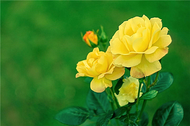Planter un rosier jaune - variétés populaires de rosiers jaunes