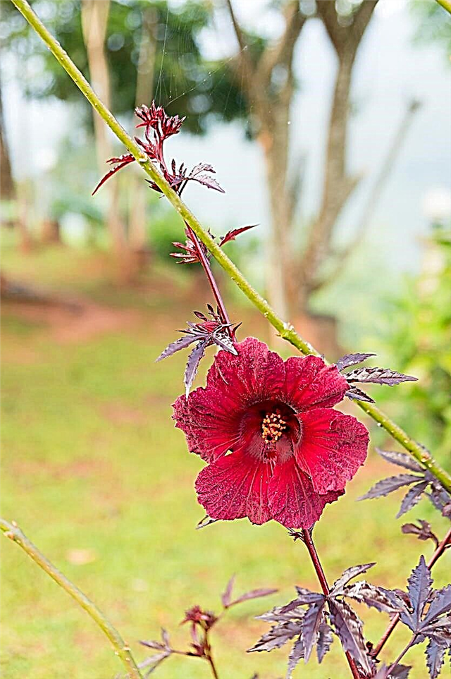 Cranberry Hibiscus Info - Cultivo de plantas de hibisco Cranberry