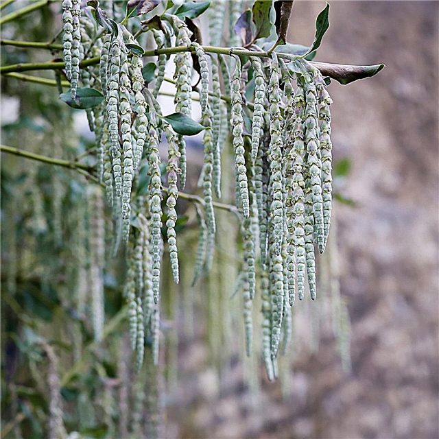 Cuidado del arbusto de la borla de seda: aprenda sobre el cultivo de plantas de borla de seda