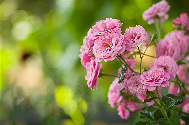 أصناف الورود الوردية: اختيار وزراعة الورود الوردية