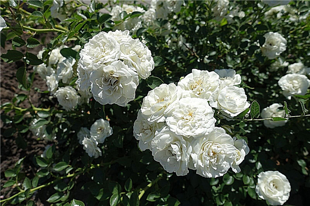 Wachsende weiße Rosen: Auswahl weißer Rosensorten für den Garten