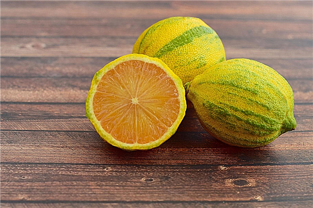 유레카 핑크 레몬 트리 : 잡색의 핑크 레몬 나무를 키우는 방법