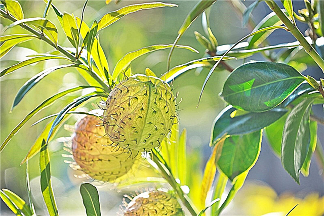 כיצד לגדל צמחי בלון: טיפול בצמחי בלון בגינה