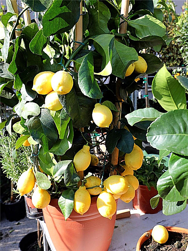 Soft Lemon Fruit - Waarom in een container geteelde citroenen zacht zijn geworden