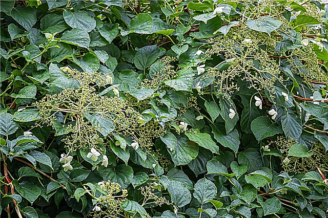 Hydrangeas koji su zimzeleni: što su hortenzije zimzelene