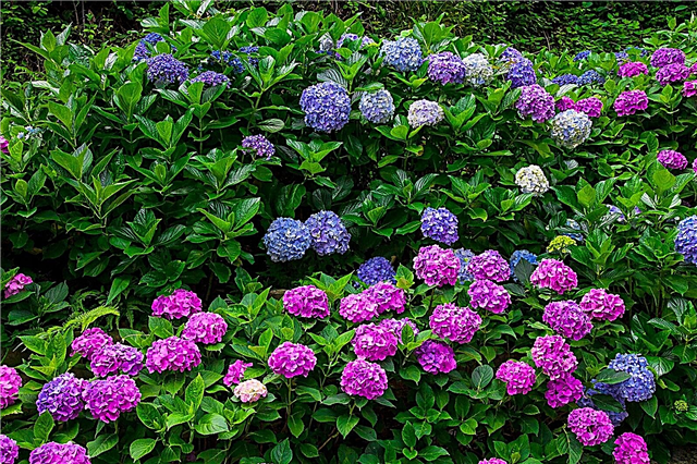 Faire la floraison des hortensias: en savoir plus sur la floraison des variétés d'hortensias
