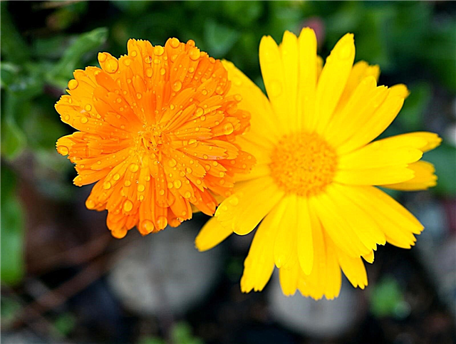 Hızlı Büyüyen Çiçekler - Hızlı Çiçek Açan Çiçekler Hakkında Bilgi Edinin