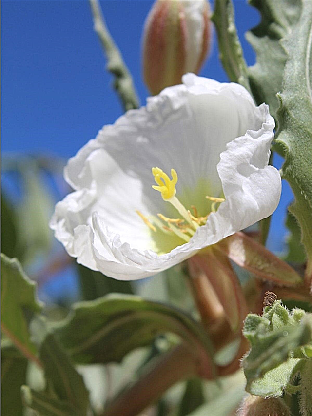 Péče o všívanou pupalkovou péči - Rostoucí pupalkové květy