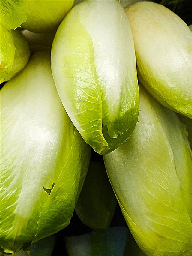 Informacje o endywii belgijskiej - wskazówki dotyczące uprawy roślin cykorii witloof