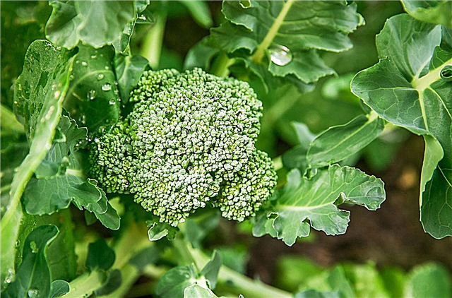 Sorte brokolija: Spoznajte različne vrste brokolija