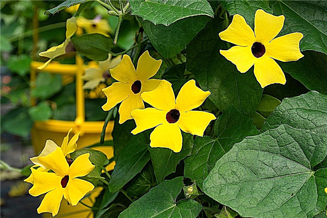Container Grown Thunbergia: Growing A Black Eyed Susan Vine In A Pot
