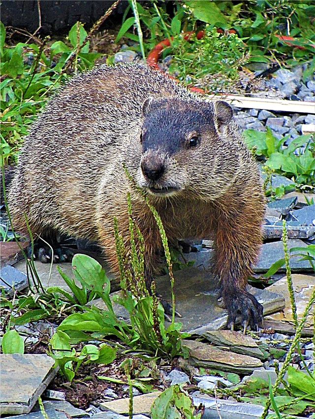 Predicción del día de la marmota: planificación para su jardín de primavera