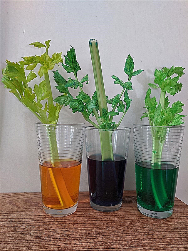 Promjena boje celera: zabavni eksperiment boja sa celerom za djecu