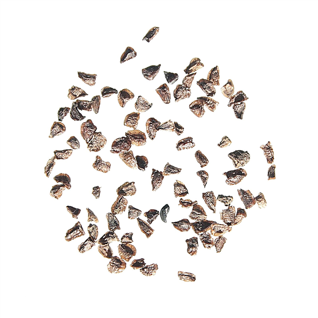 Plantation de graines de delphinium: quand semer des graines de delphinium