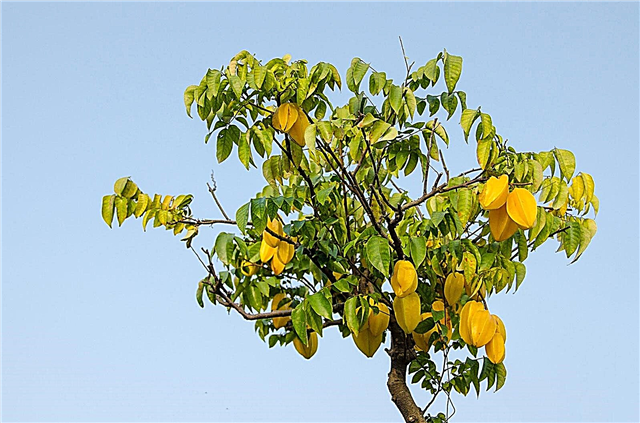 Formering af Starfruit-træer: Tip til opdræt af et nyt Starfruit-træ