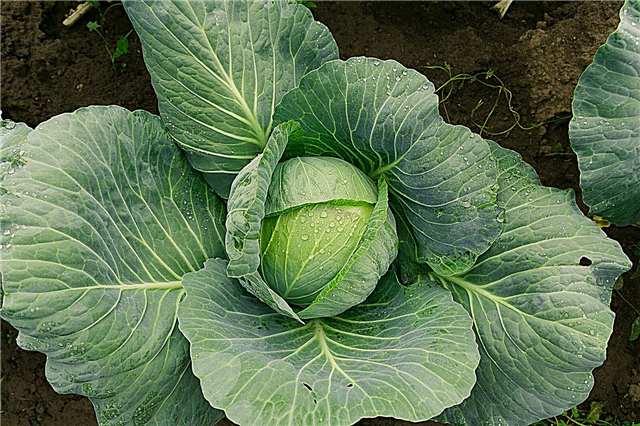 Gonzales Cabbage Plant Info - Wie man Gonzales Cabbage anbaut