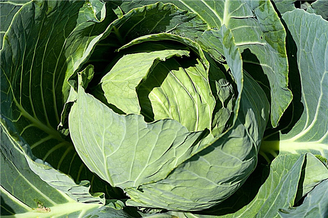 Kaitlin F1 Cabbage Info - Tips voor het kweken van Kaitlin-koolplanten