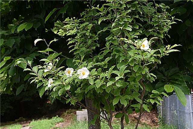 Informatie over Japanse Stewartia: Hoe een Japanse Stewartia-boom te planten